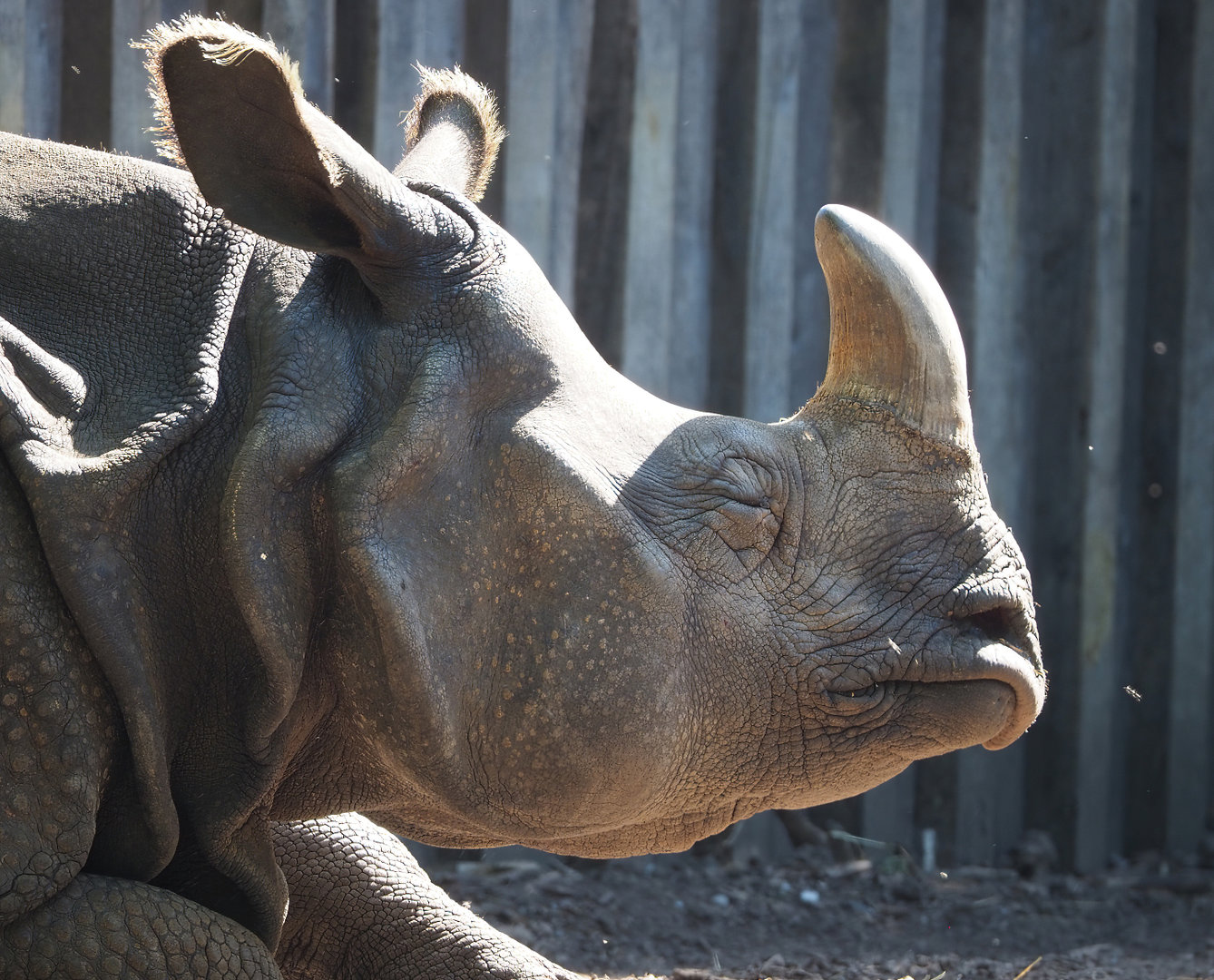 Indian rhinoceros (Rhinoceros unicornis) Karamat, 2022-06-15