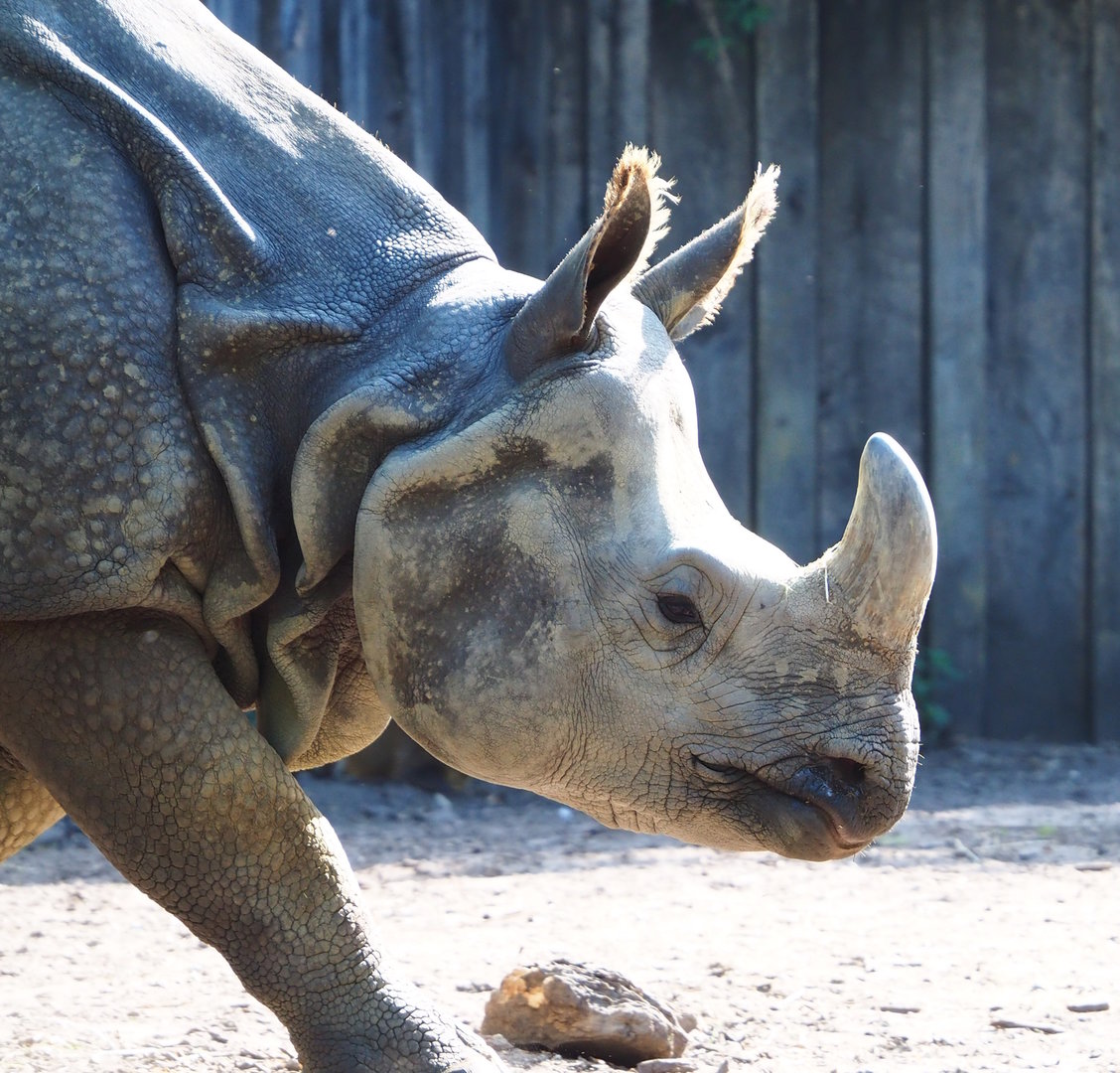 Indian rhinoceros (Rhinoceros unicornis) Karamat, 2022-07-16