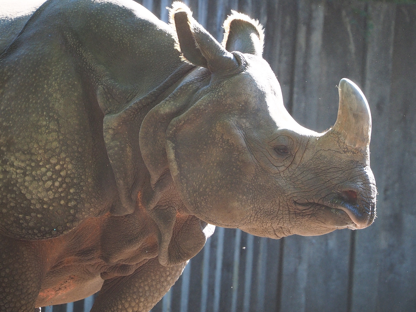 Indian rhinoceros (Rhinoceros unicornis) Karamat, 2022-08-07