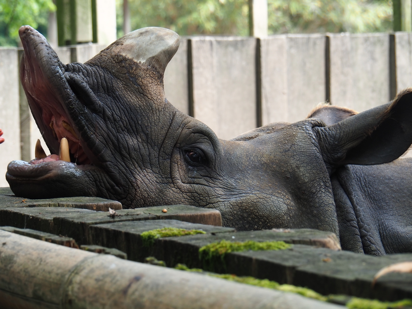 Indian rhinoceros (Rhinoceros unicornis) Karamat being fed by keeper, 2019-06-26