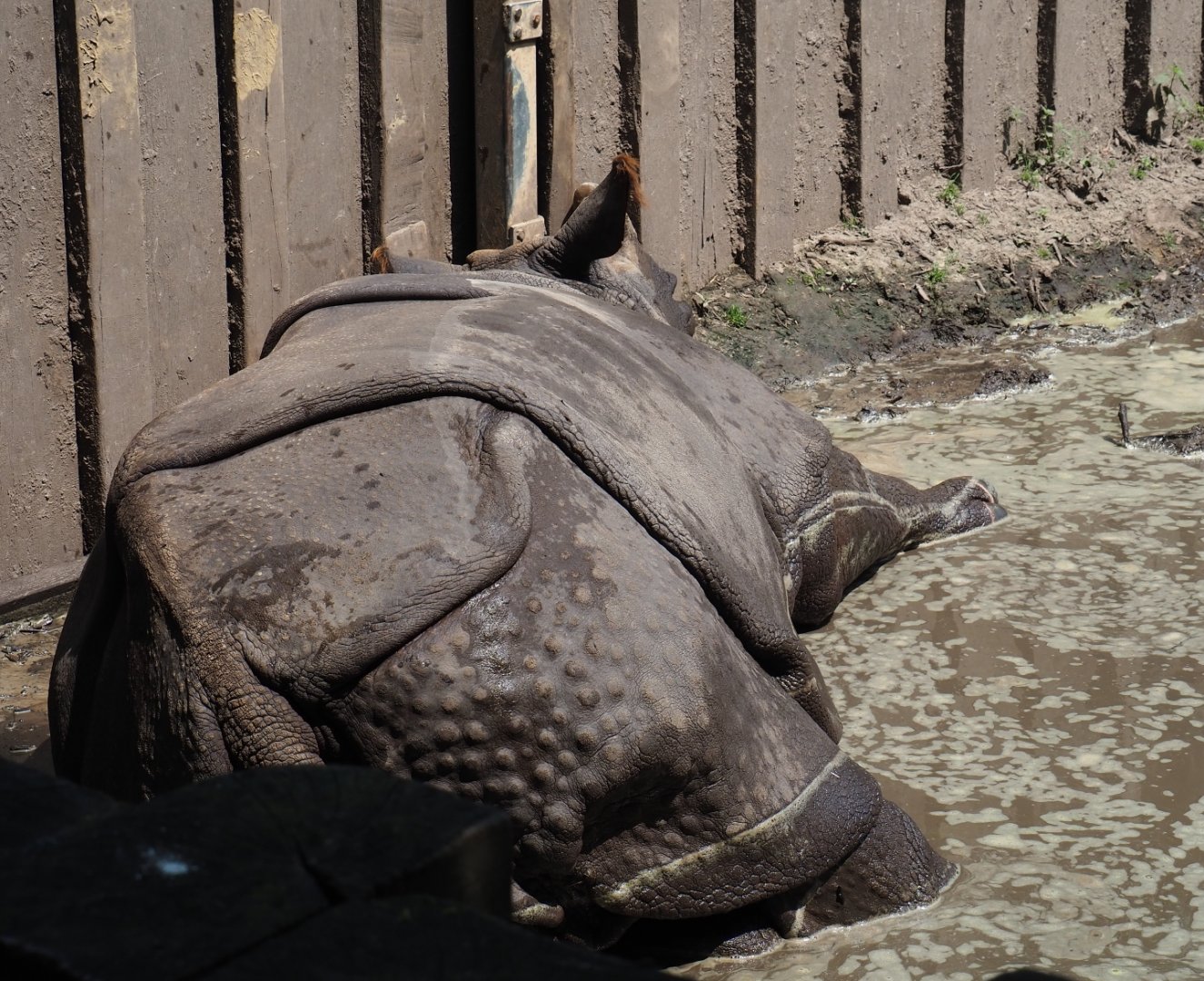 Indian rhinoceros (Rhinoceros unicornis) Karamat in the mud pool, 2019-06-26