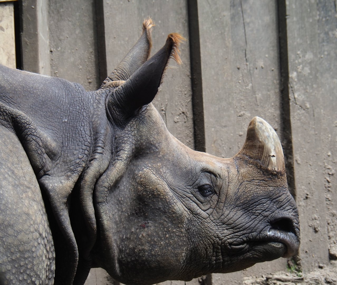 Indian rhinoceros (Rhinoceros unicornis) Karamat in the mud pool, 2019-06-26