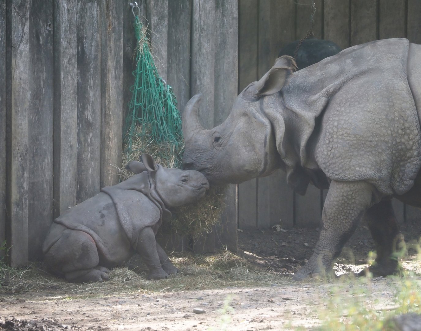Indian rhinoceros (Rhinoceros unicornis) Karamat with calf Amari, 2025-09-06