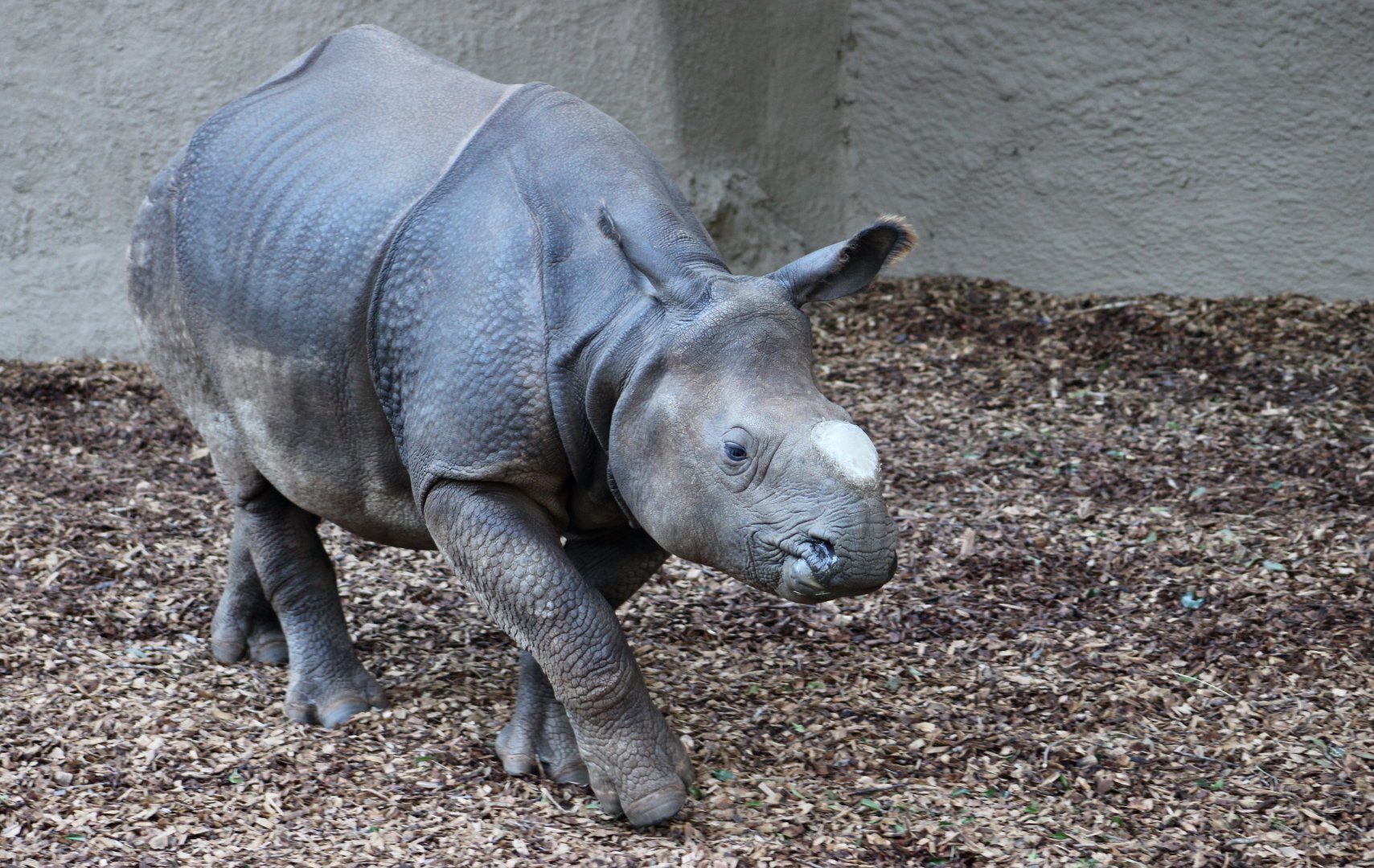 Indian Rhinoceros (Rhinoceros unicornis) - "Marshall"
