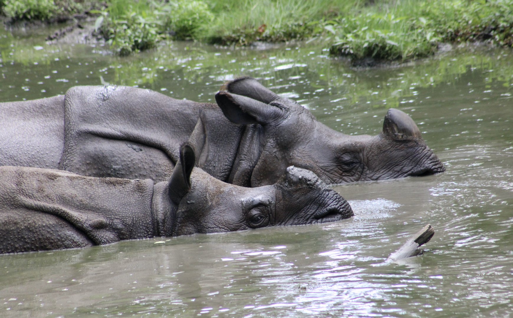 Indian Rhinoceros (Rhinoceros unicornis) mom Priya and son Patrick