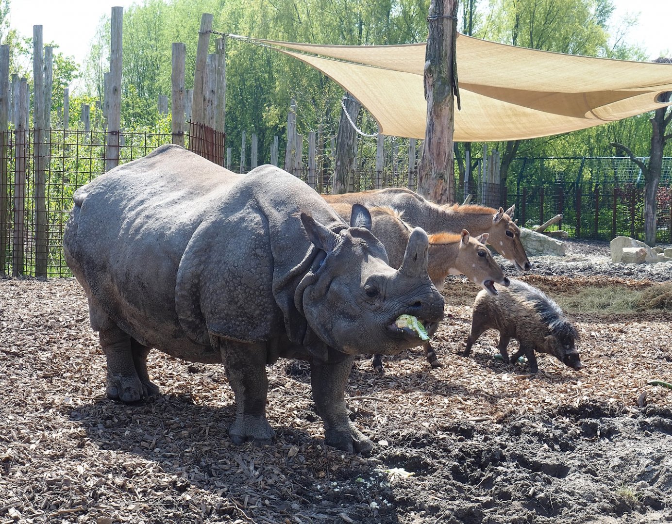 Indian rhinoceros (Rhinoceros unicornis), Nilgai (Boselaphus tragocamelus) and  Negros Visayan warty pig (Sus cebifrons negrinus), 2023-04-30