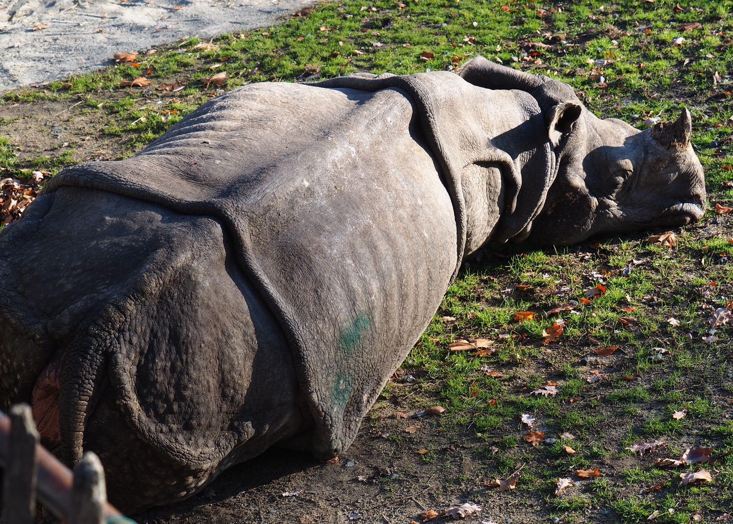 Indian rhinoceros (Rhinoceros unicornis), Nov 18th, 2018