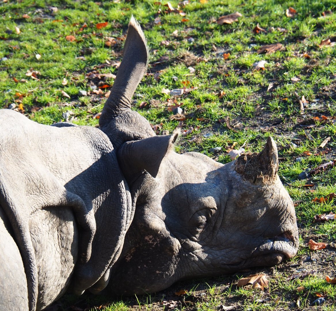 Indian rhinoceros (Rhinoceros unicornis), Nov 18th, 2018