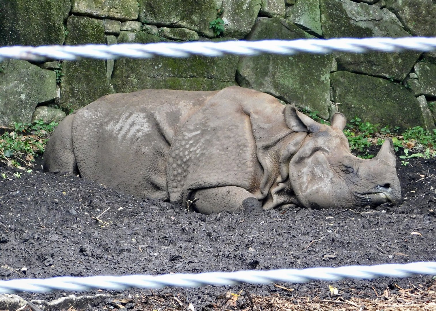 Indian Rhinoceros (Rhinoceros unicornis) November 1, 2025