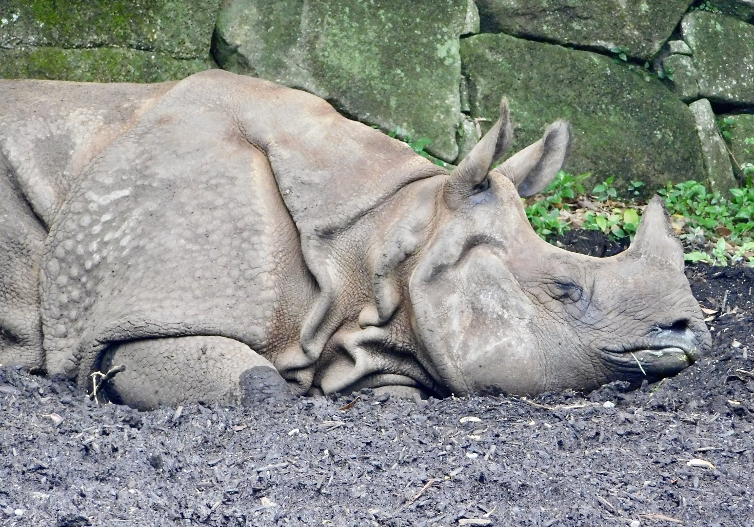 Indian Rhinoceros (Rhinoceros unicornis) November 1, 2025