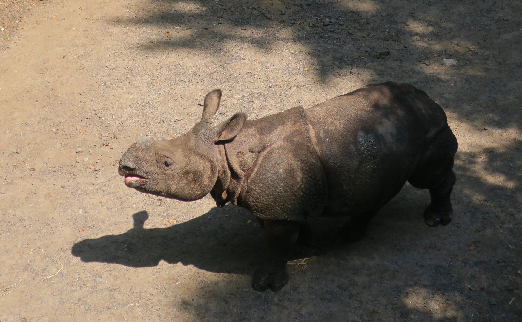 Indian Rhinoceros (Rhinoceros unicornis) "Patrick"