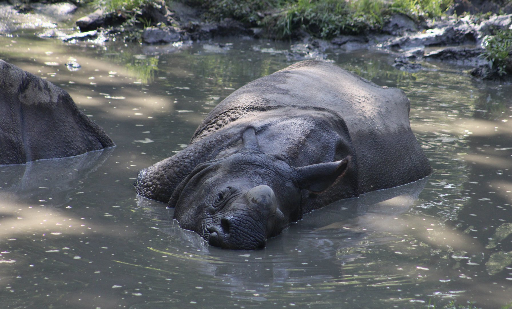 Indian Rhinoceros (Rhinoceros unicornis) - "Patrick"