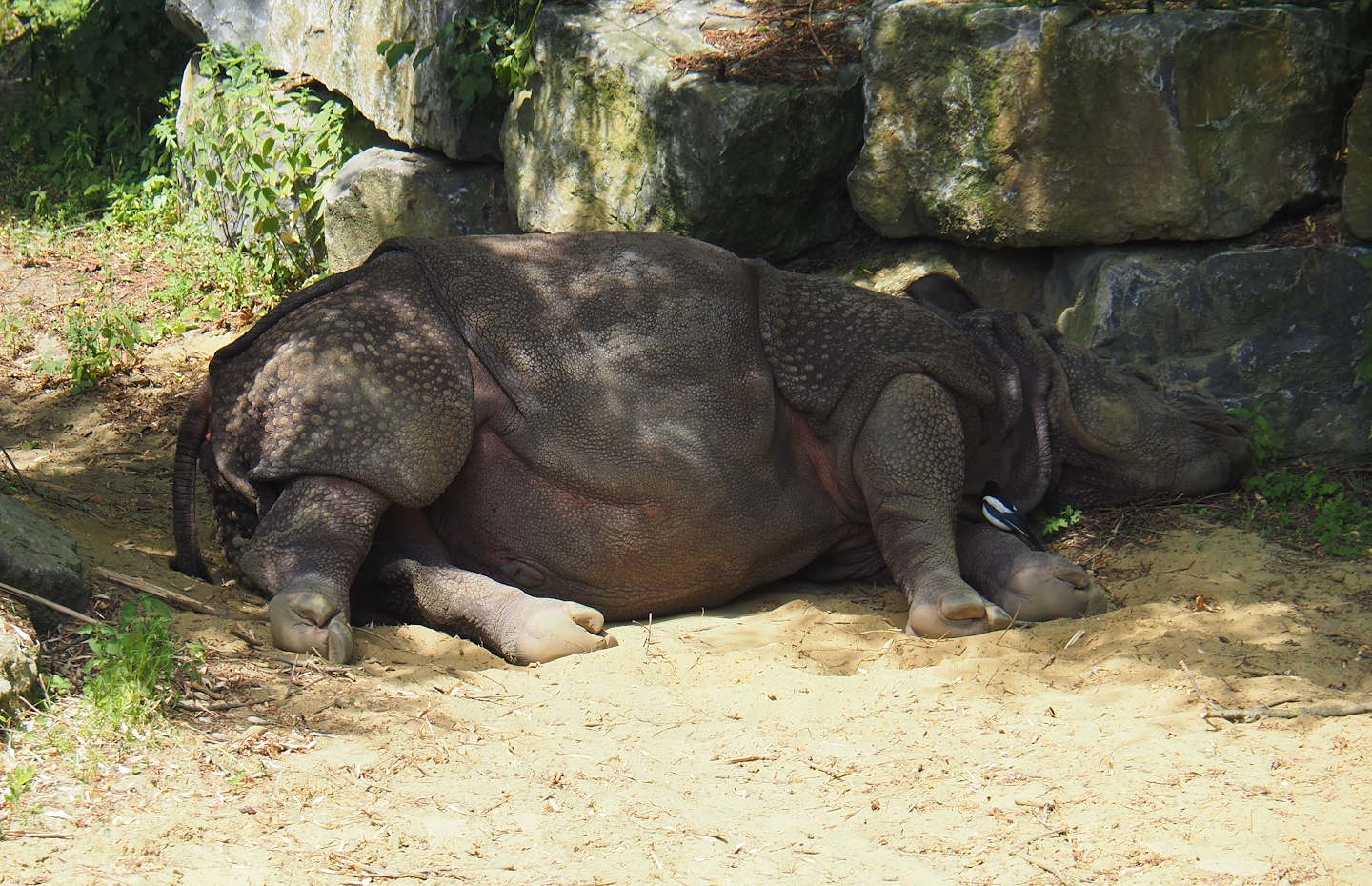 Indian rhinoceros (Rhinoceros unicornis) with a wild Eurasian magpie (Pica pica), 2024-06-30