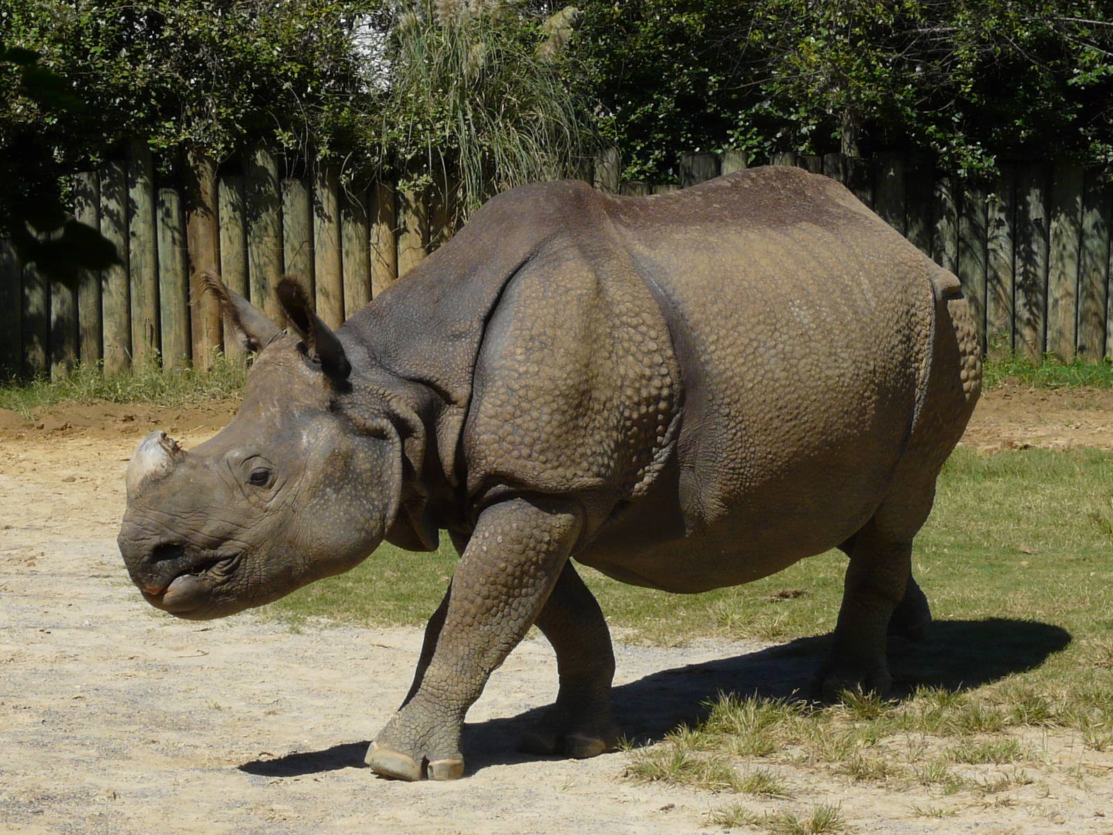 Indian rhinoceros/ Rhinoceros unicornis
