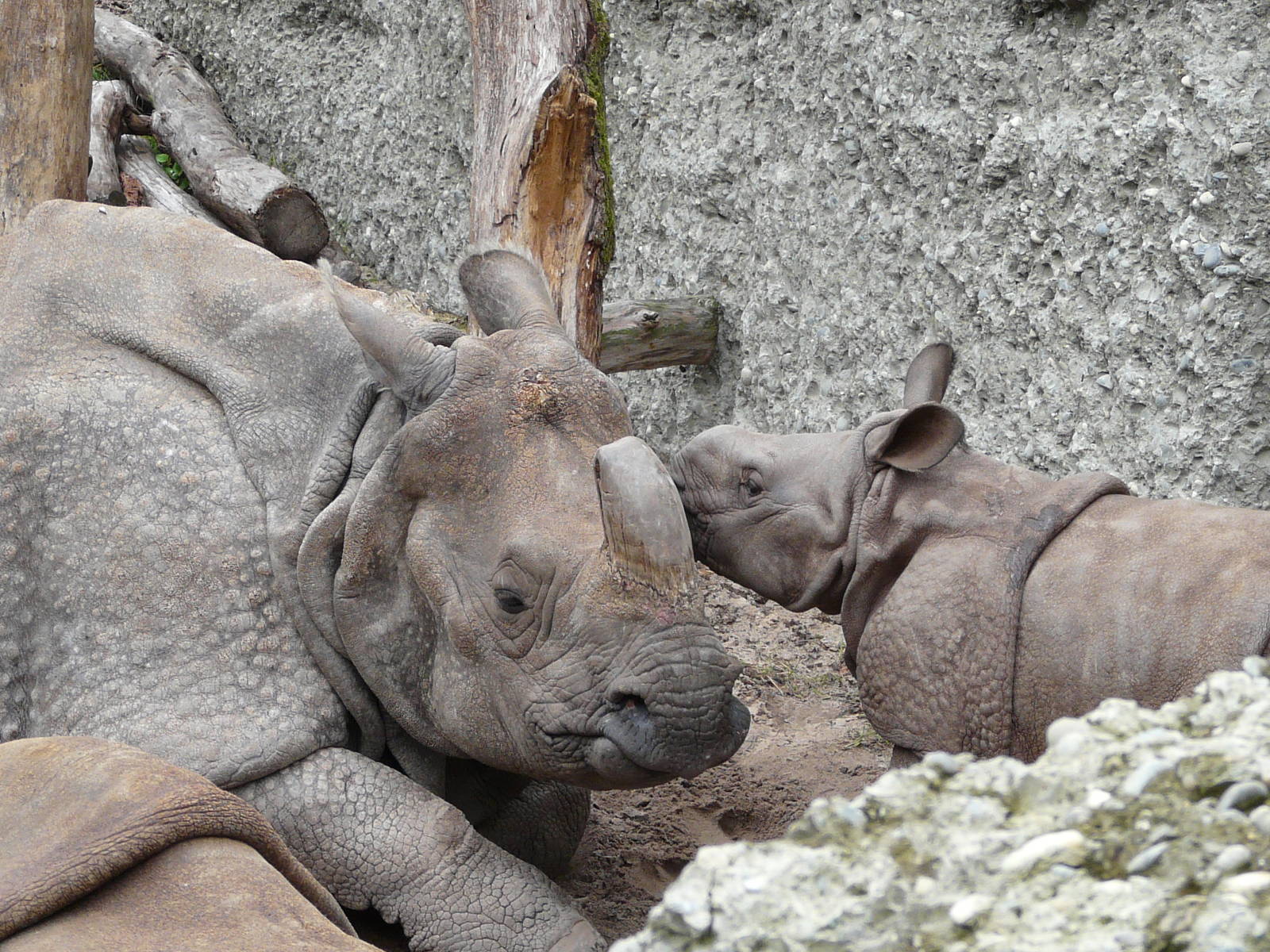 Indian rhinoceros / Rhinoceros unicornis