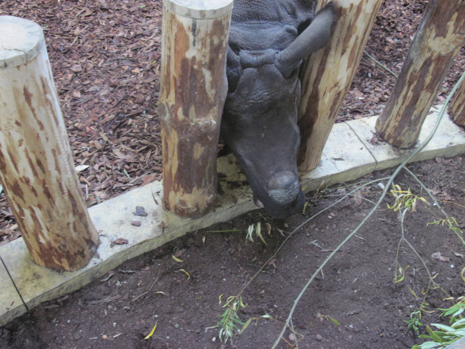Indian rhinoceros (Rhinoceros unicornis)