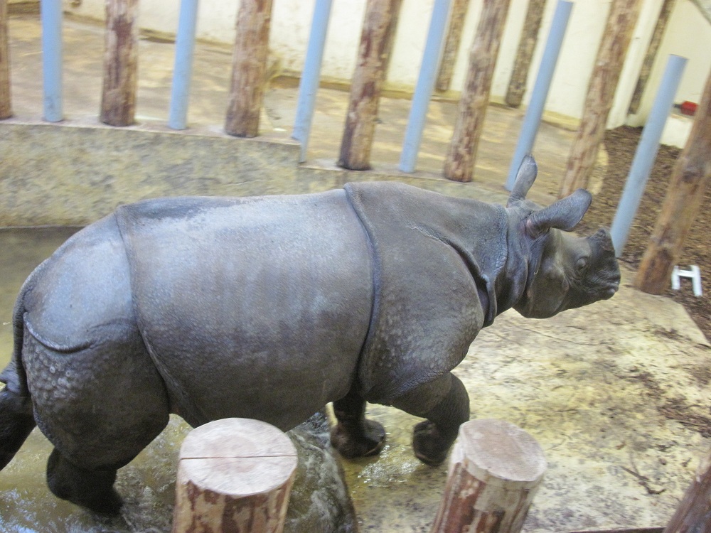 Indian rhinoceros (Rhinoceros unicornis)