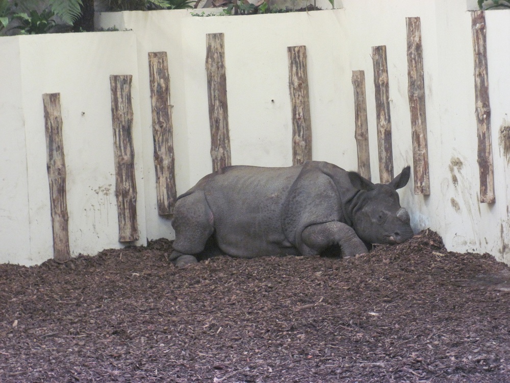Indian rhinoceros (Rhinoceros unicornis)