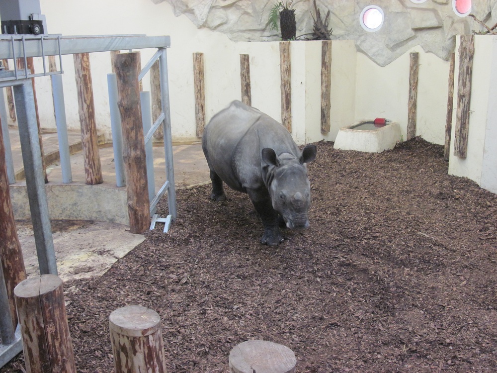 Indian rhinoceros (Rhinoceros unicornis)