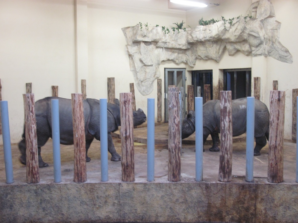 Indian rhinoceros (Rhinoceros unicornis)