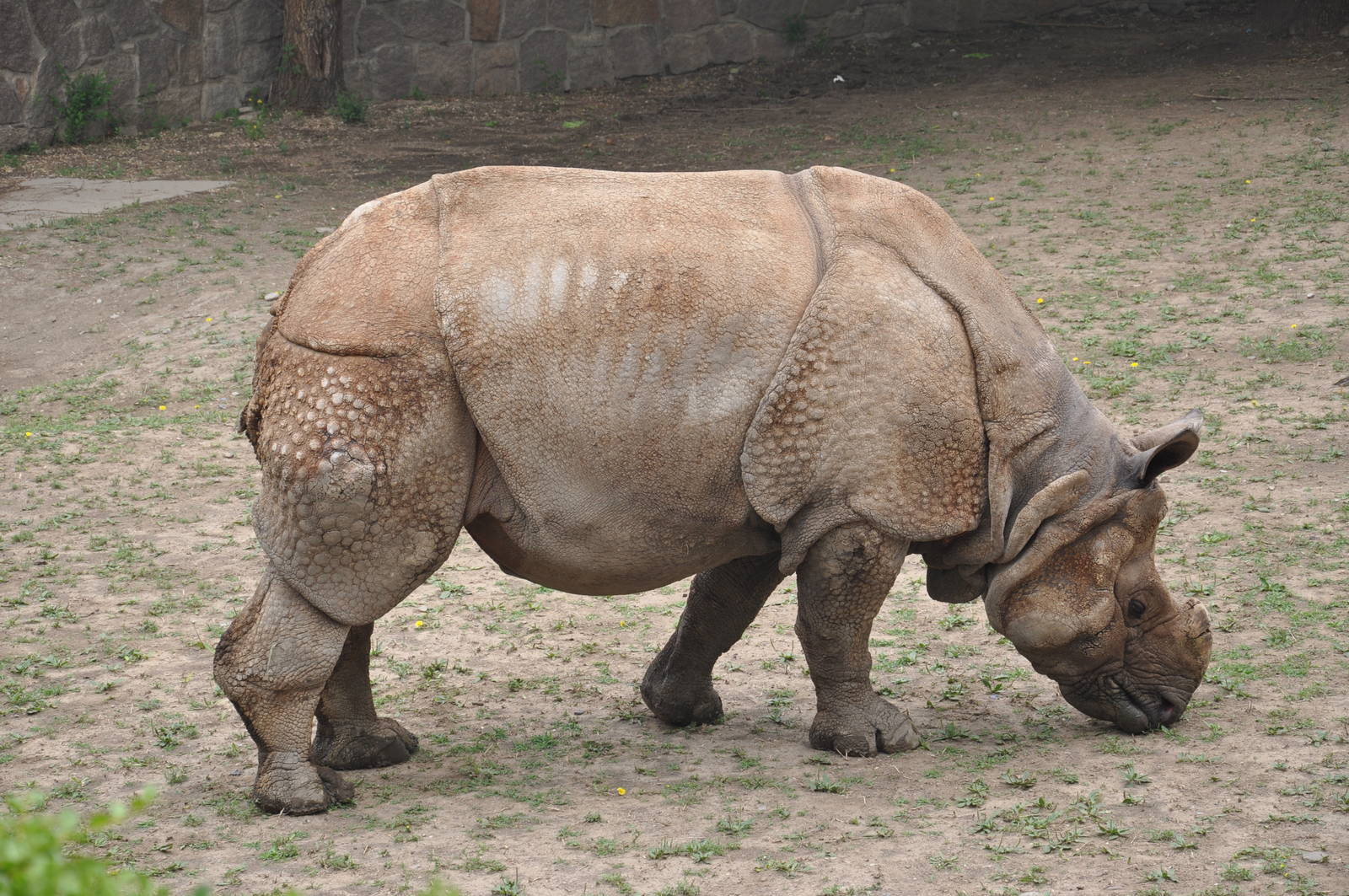 Indian rhinoceros/ Rhinoceros unicornis