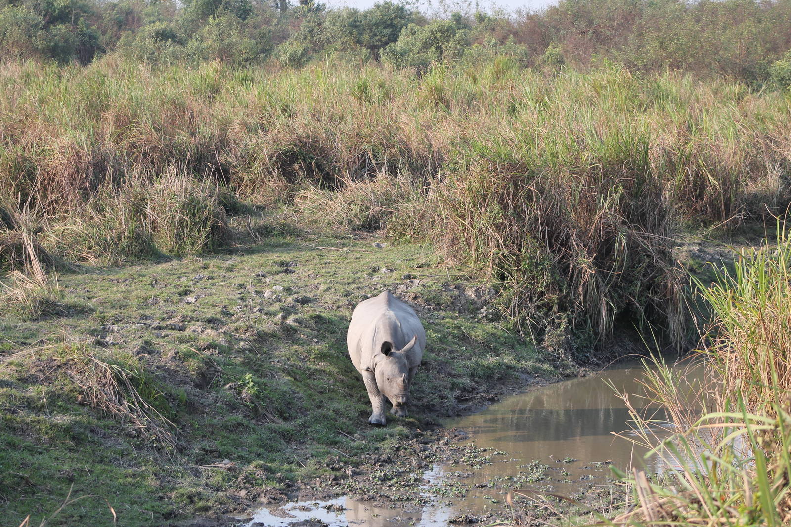 Indian Rhinoceros (Rhinoceros unicornis)