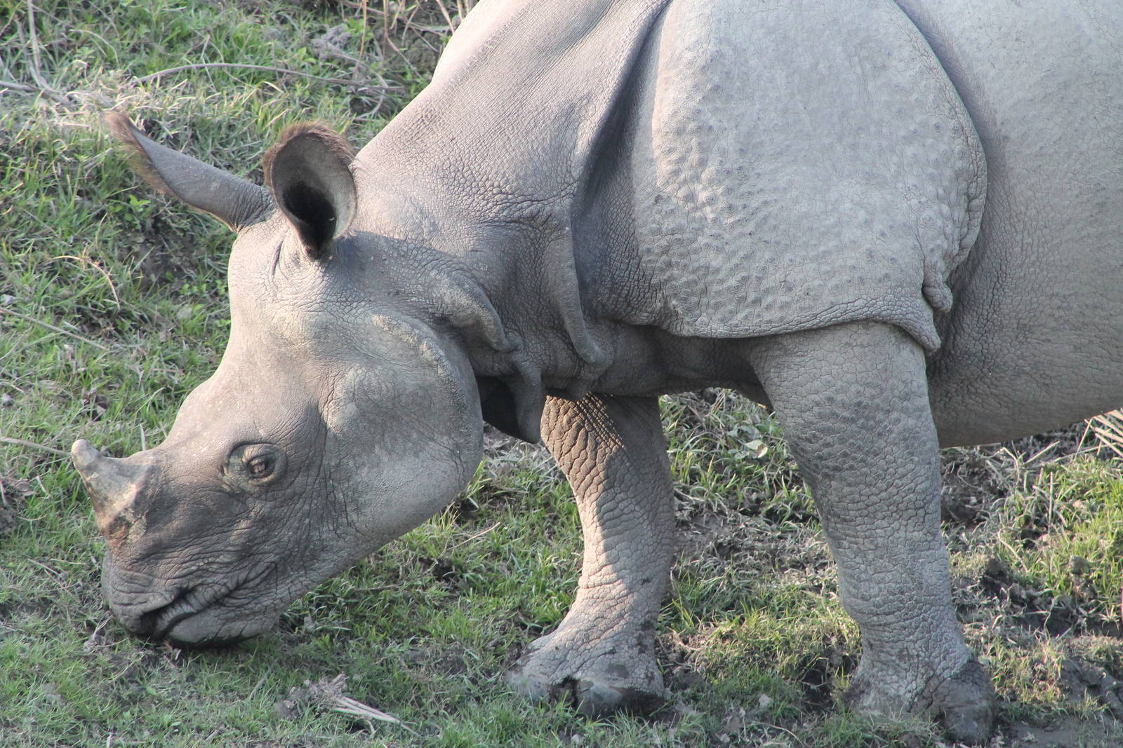 Indian Rhinoceros (Rhinoceros unicornis)
