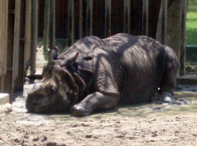 Indian Rhinoceros (Rhinoceros unicornis)