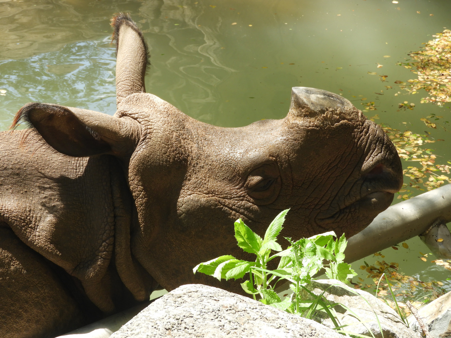 Indian Rhinoceros (Rhinoceros unicornis)