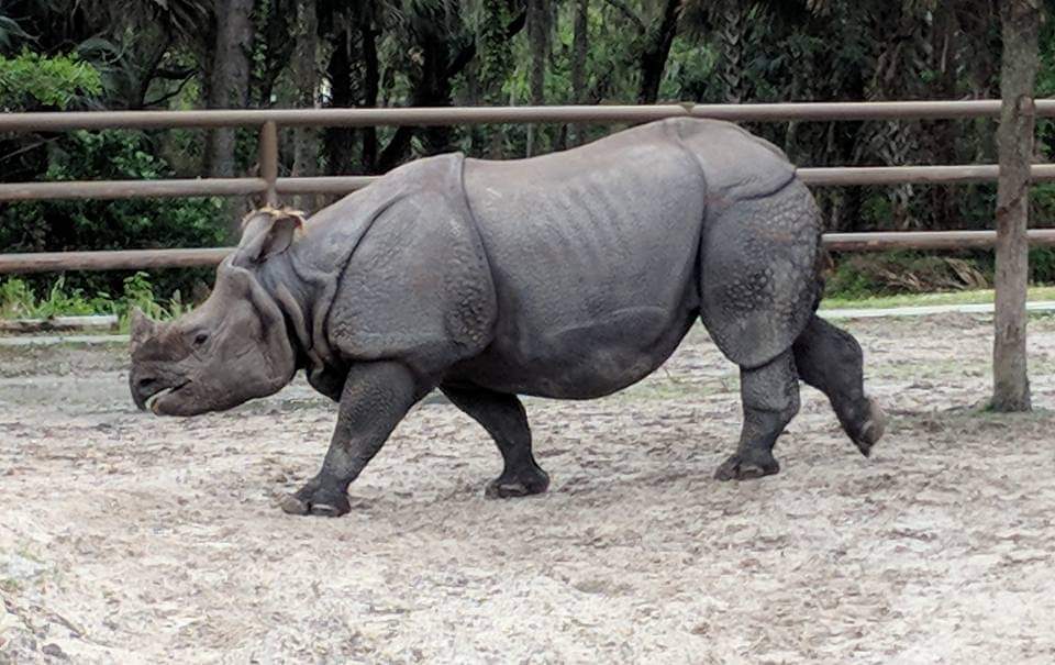 Indian rhinoceros (Rhinoceros unicornis)