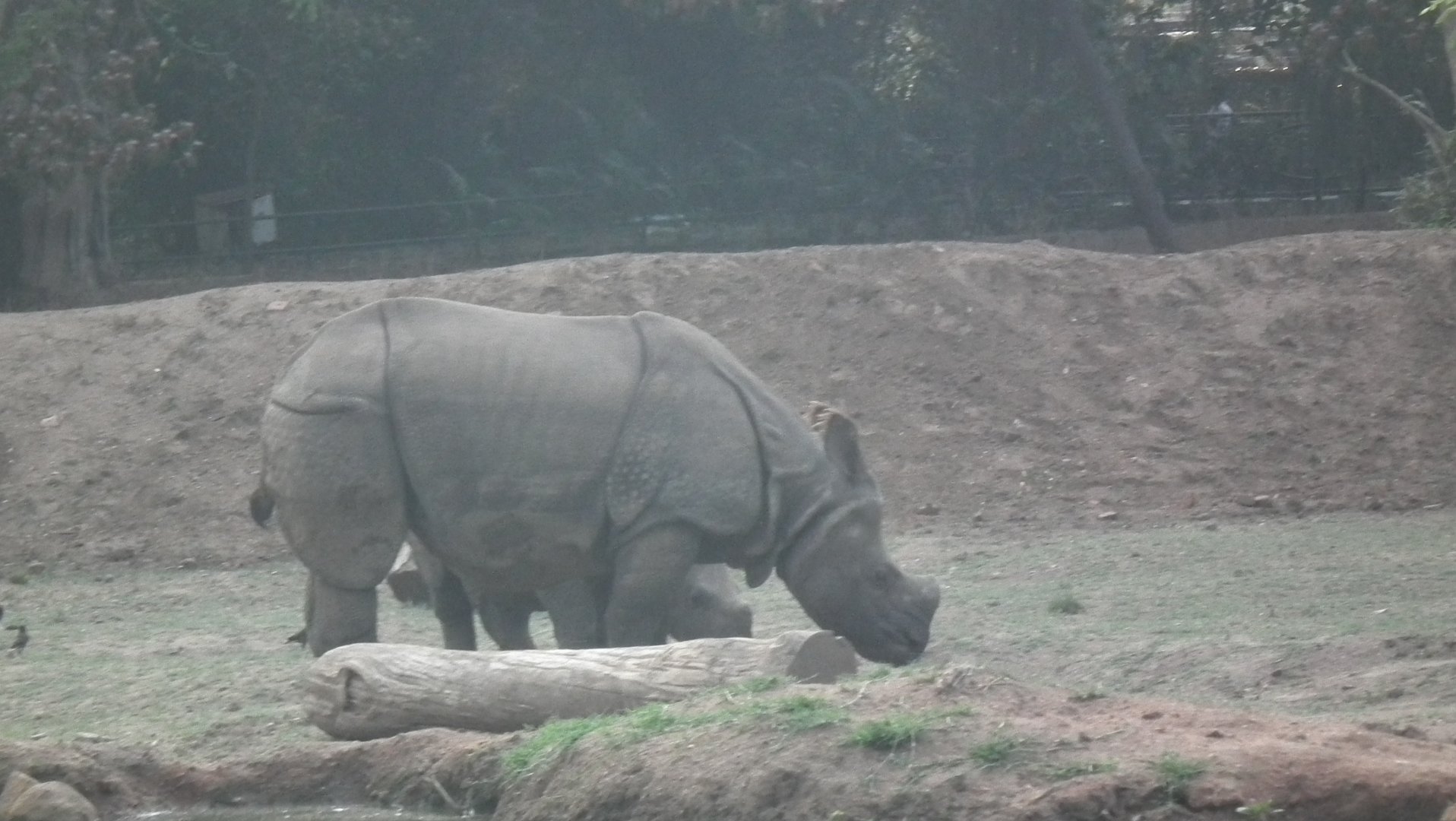 Indian Rhinoceros (Rhinoceros unicornis)