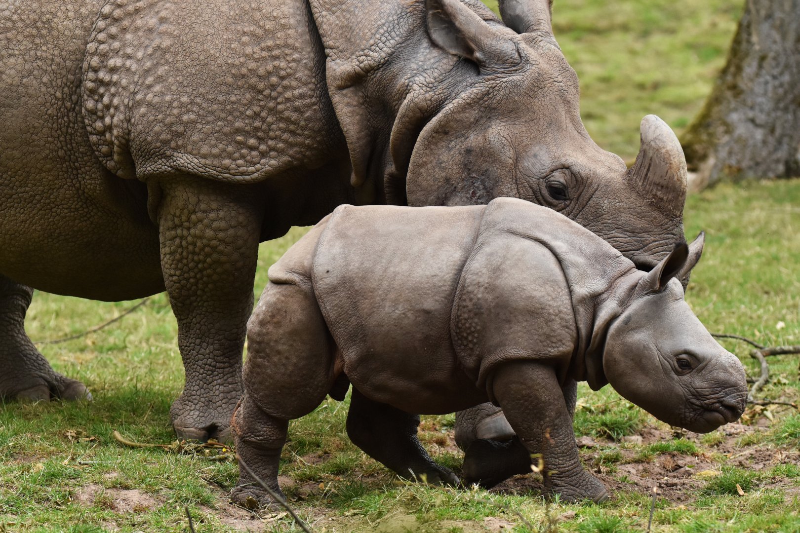 Indian rhinoceros (Rhinoceros unicornis)