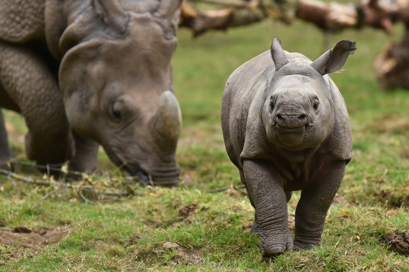 Indian rhinoceros (Rhinoceros unicornis)