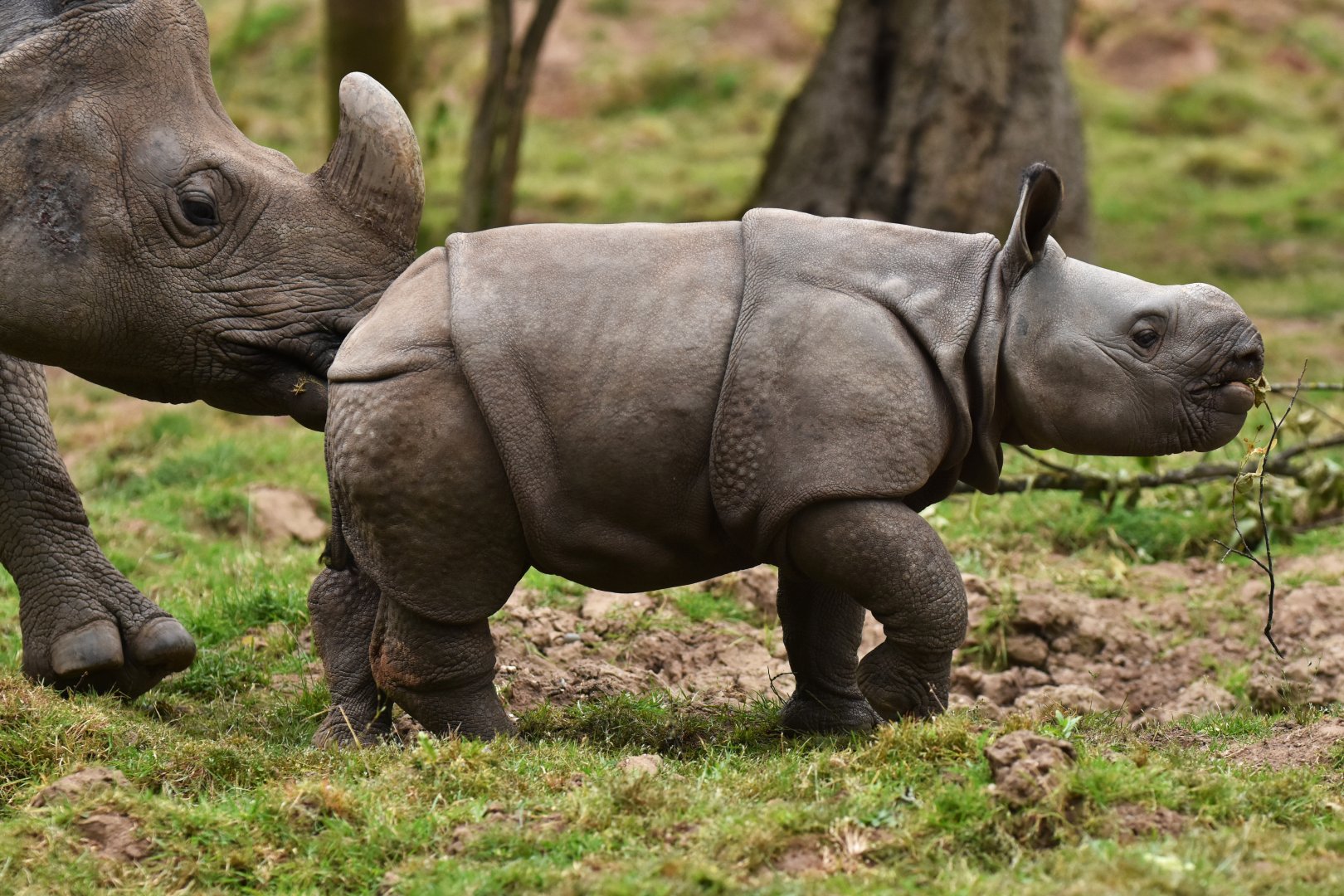 Indian rhinoceros (Rhinoceros unicornis)