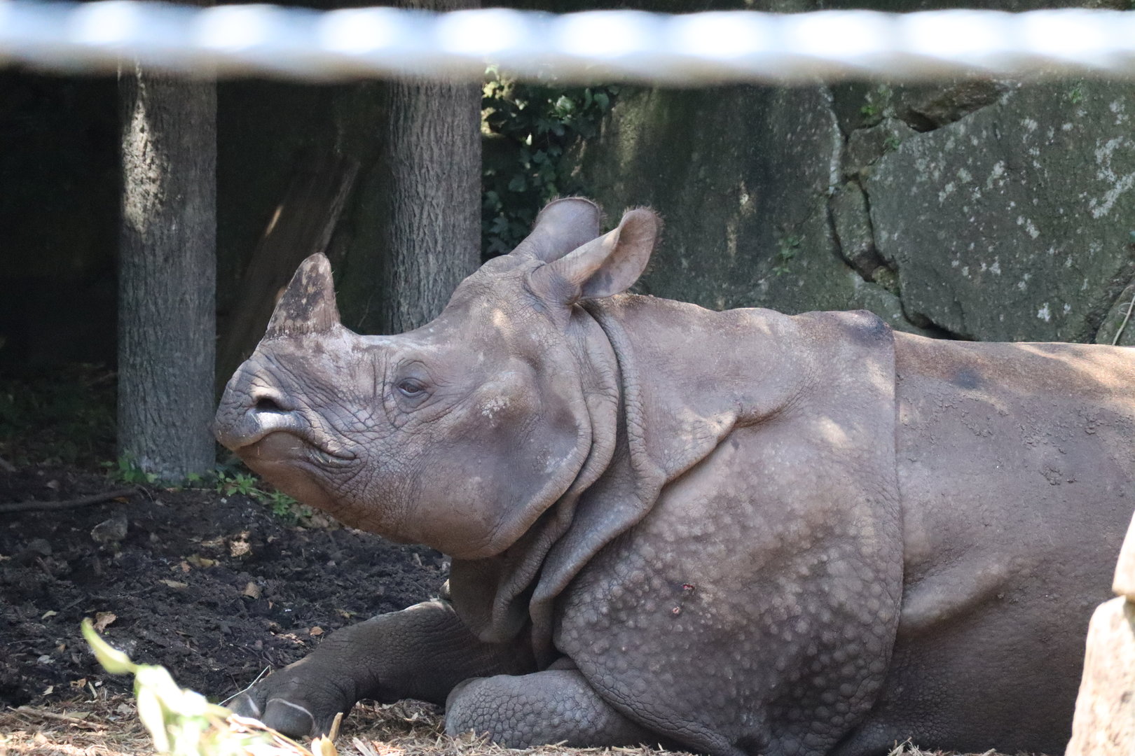 Indian rhinoceros (Rhinoceros unicornis)