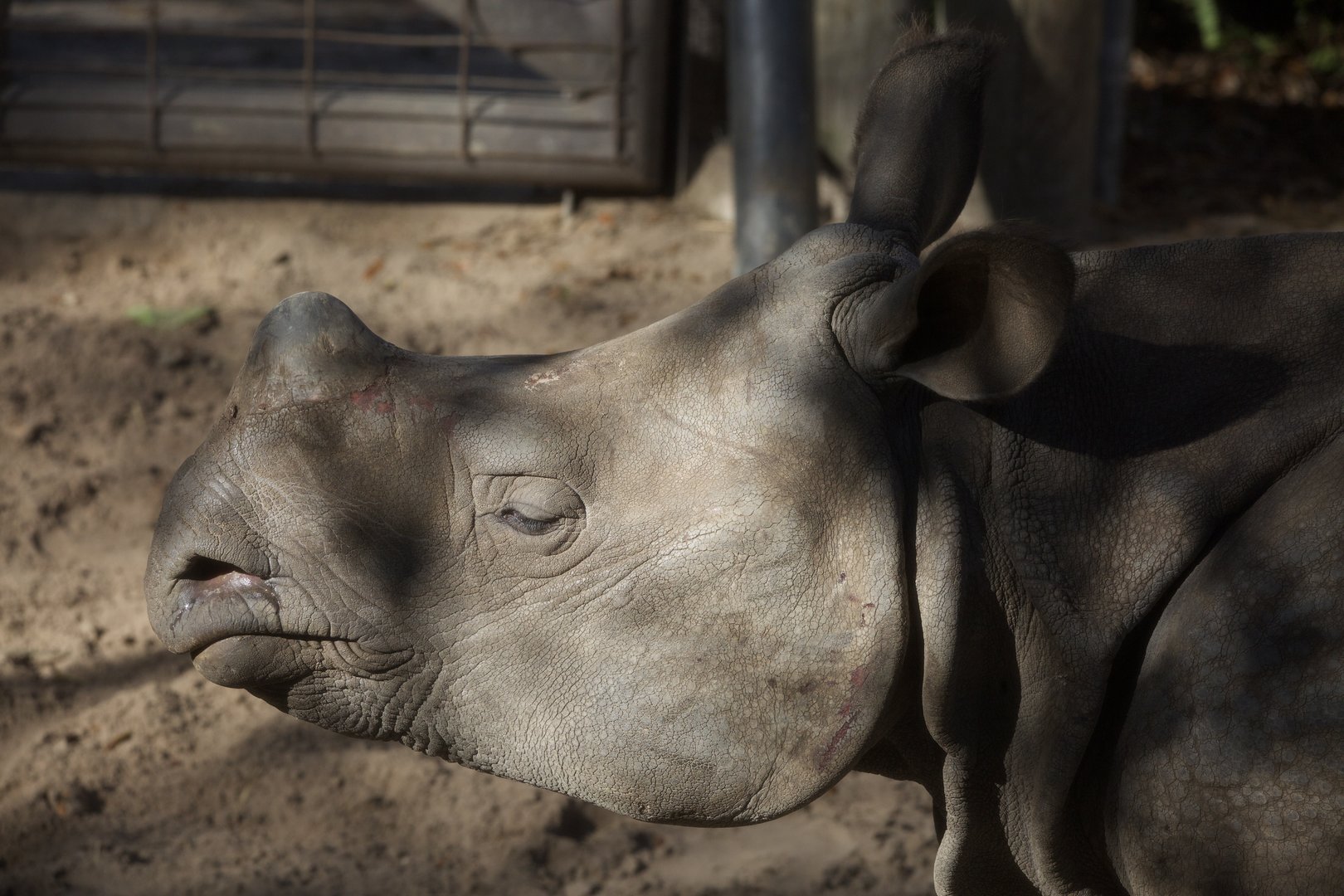 Indian Rhinoceros/ Rhinoceros unicornis