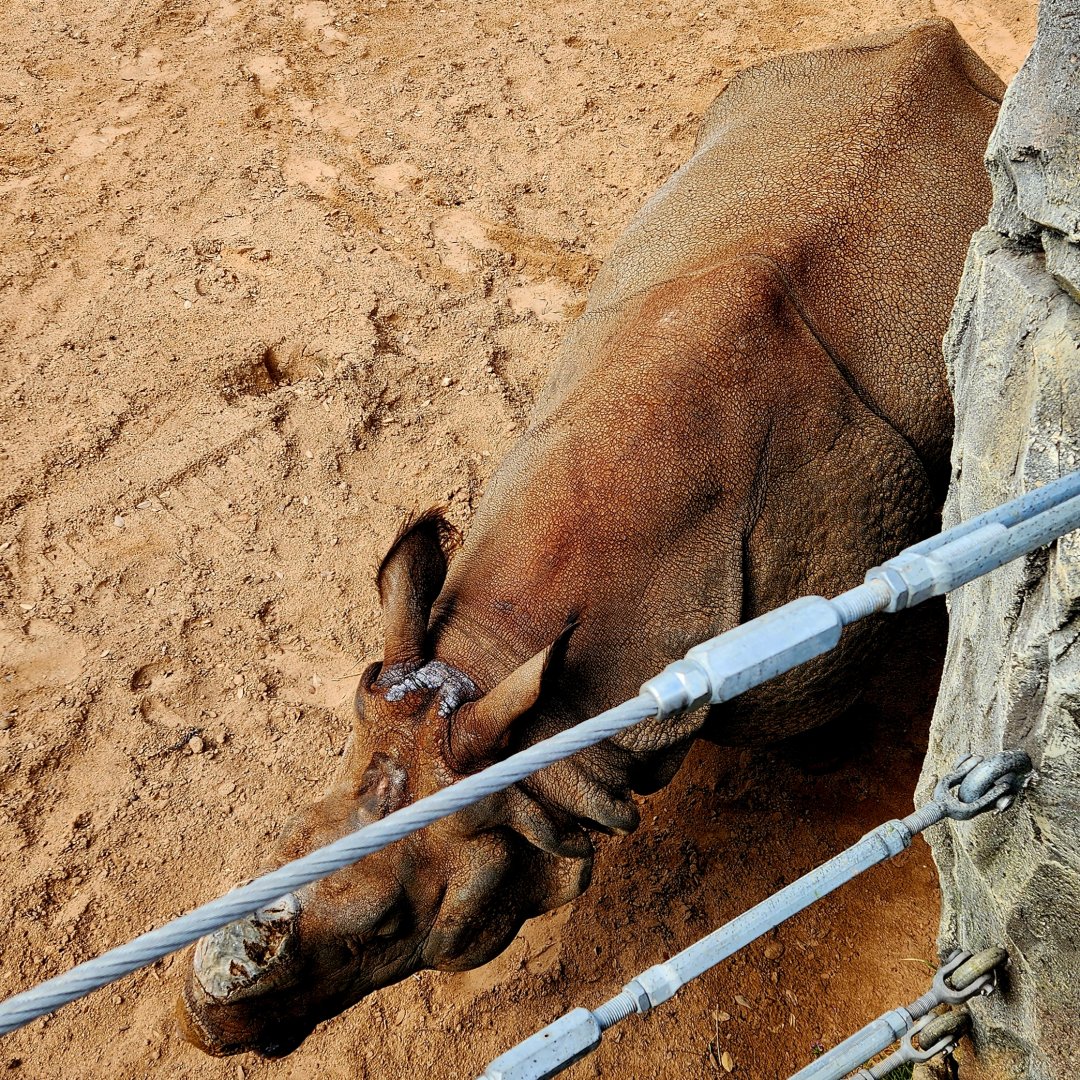 Indian Rhinoceros (Rhinoceros unicornis)