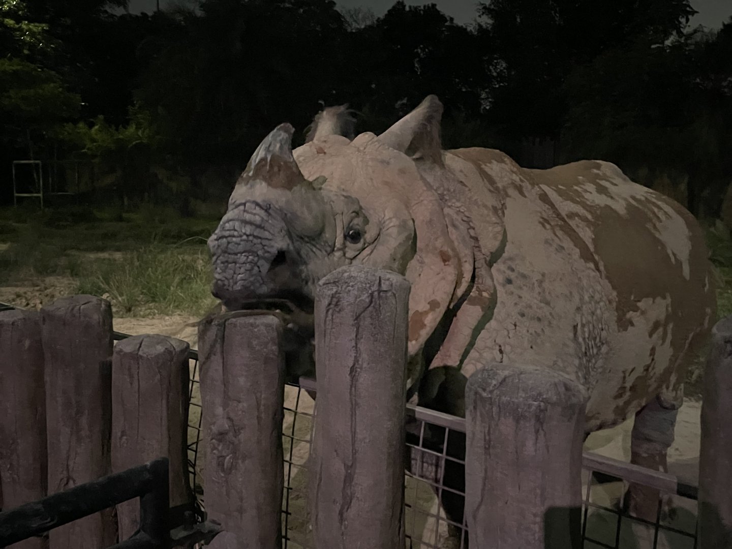 Indian Rhinoceros (Rhinoceros unicornis)