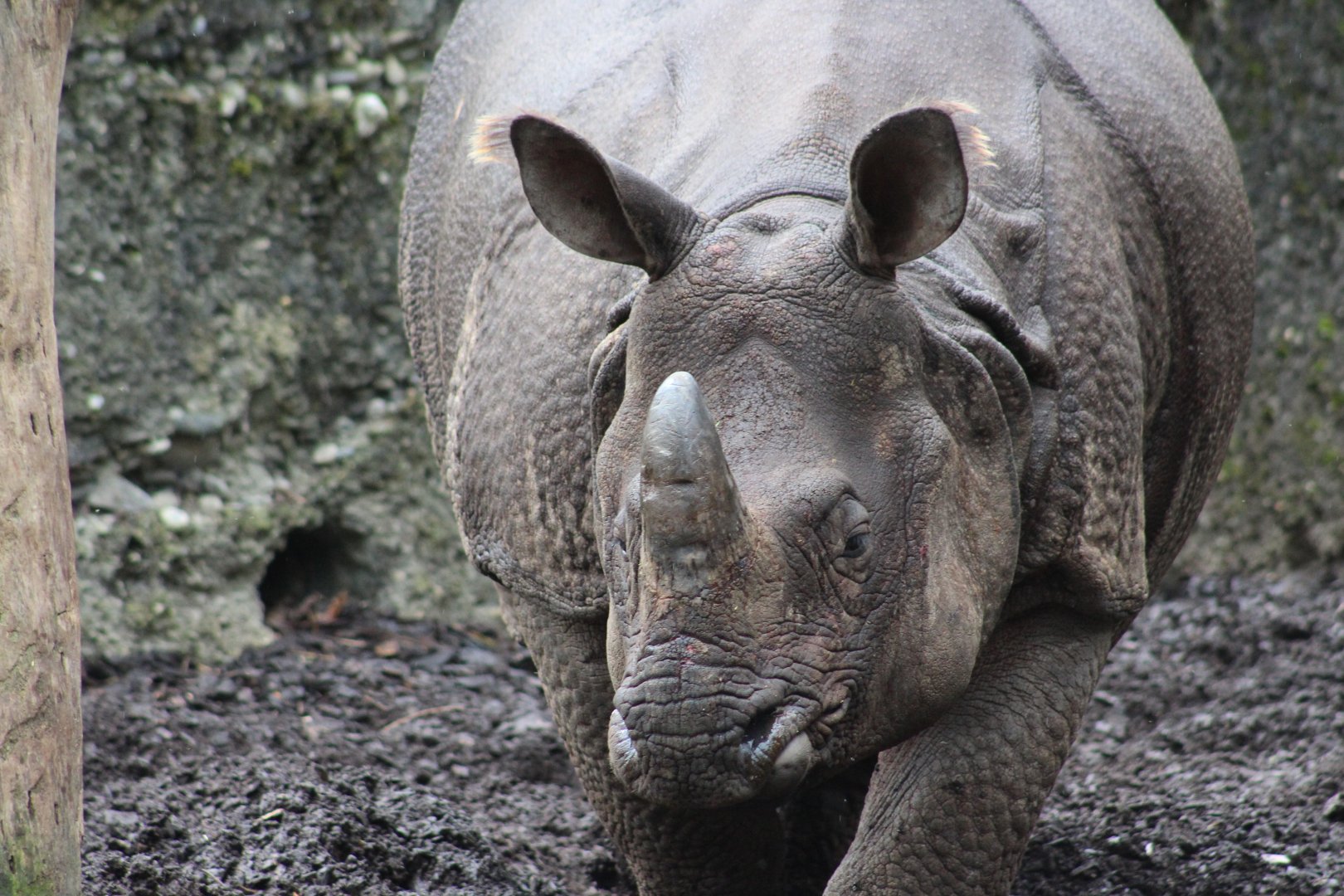 Indian Rhinoceros (Rhinoceros unicornis)