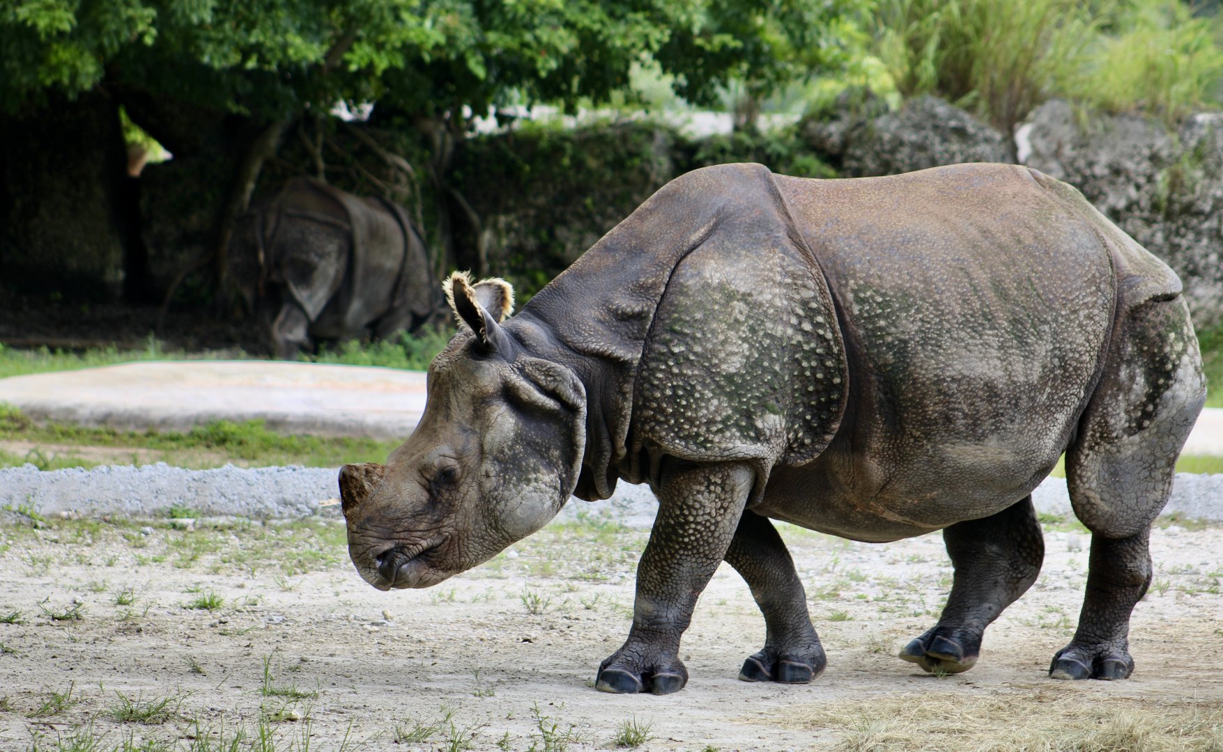 Indian Rhinoceros (Rhinoceros unicornis)