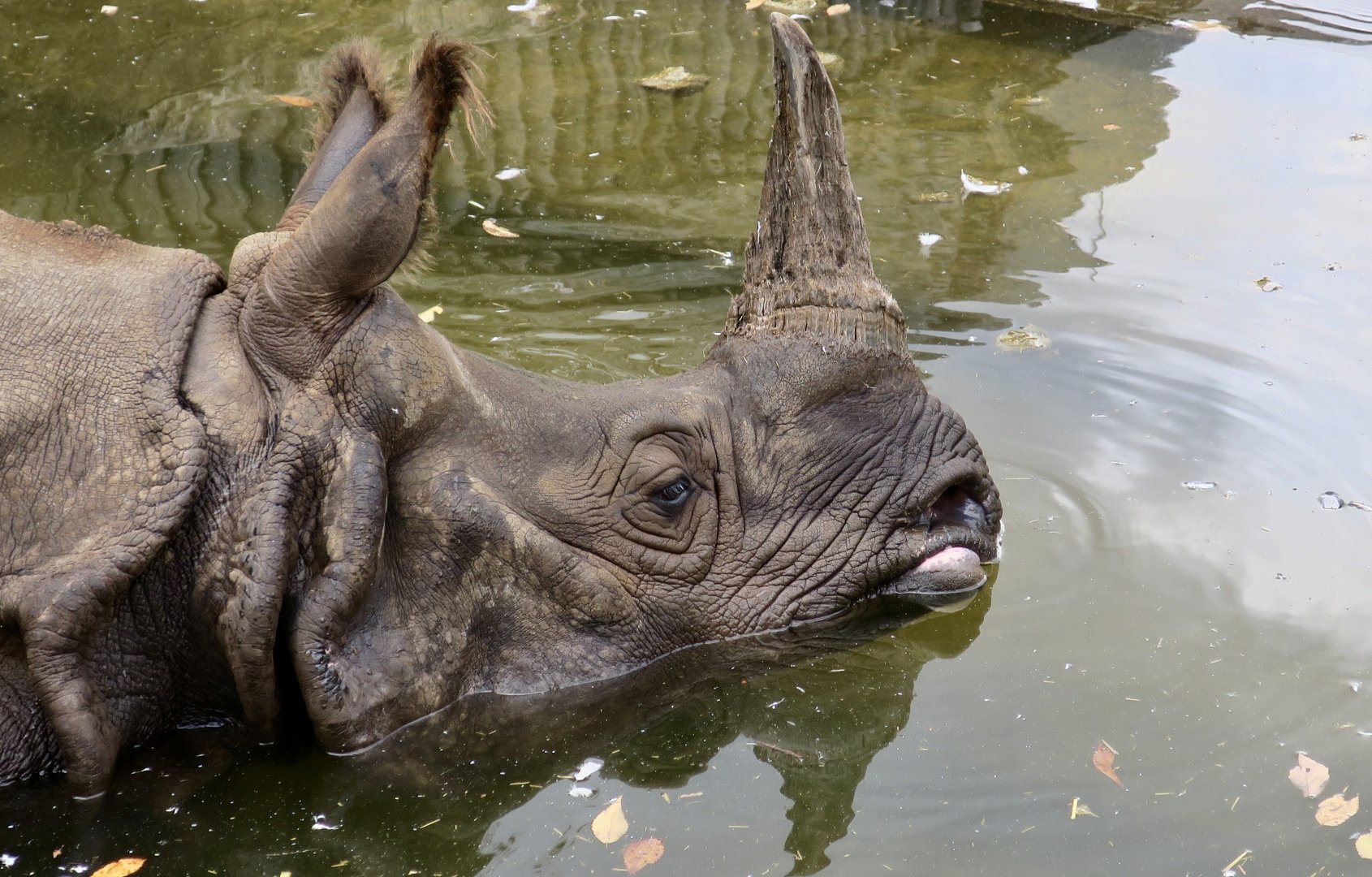 Indian Rhinoceros (Rhinoceros unicornis)