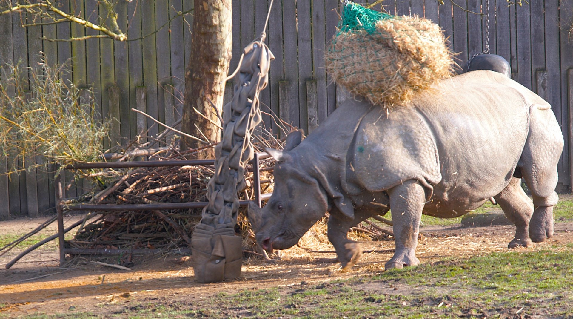 Indian Rhinoceros (Rhinoceros unicornis)