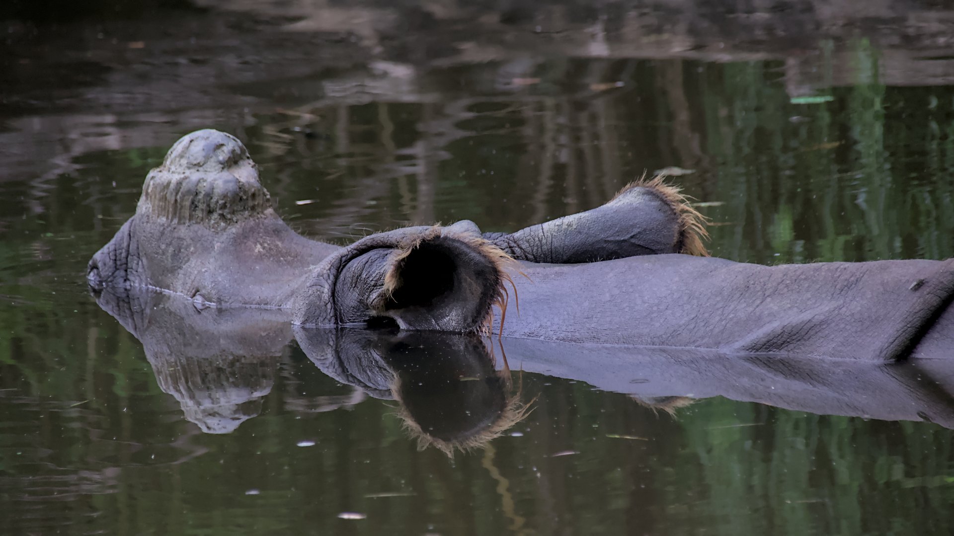 Indian rhinoceros (Rhinoceros unicornis)