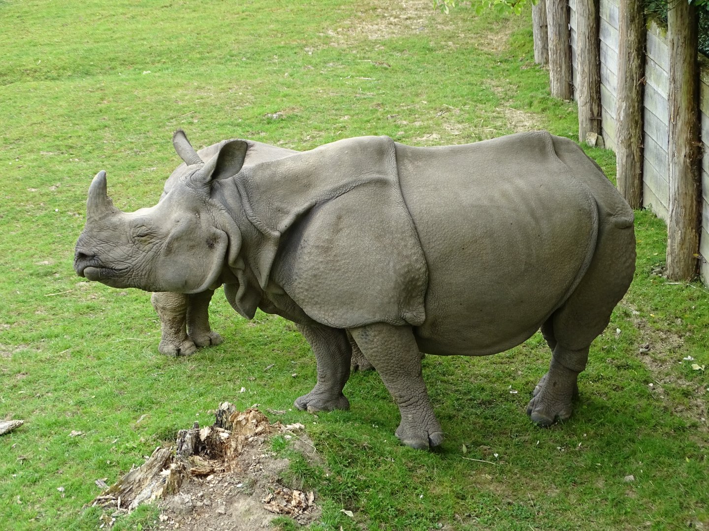 Indian rhinoceros (Rhinoceros unicornis)