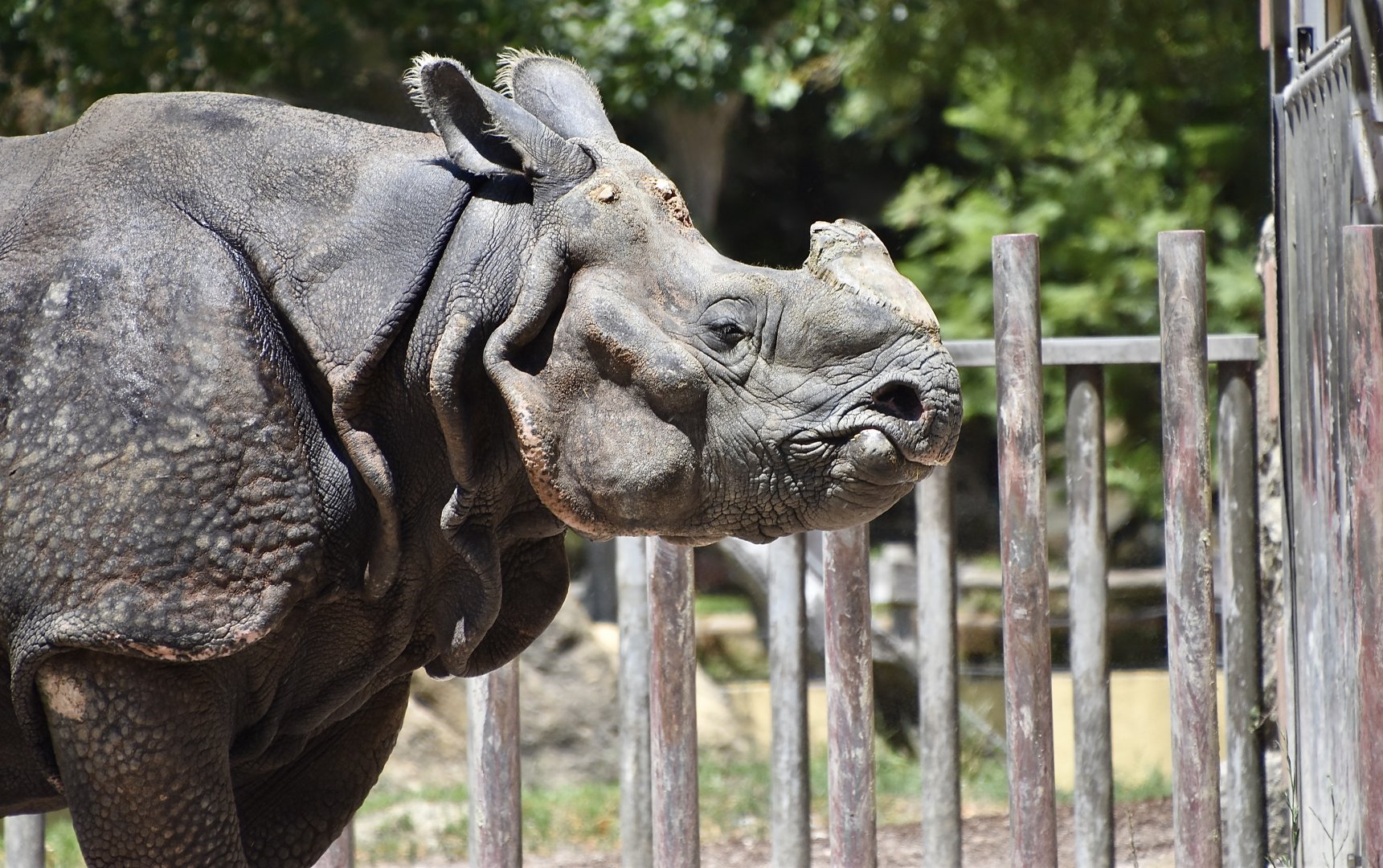 Indian Rhinoceros (Rhinoceros unicornis)