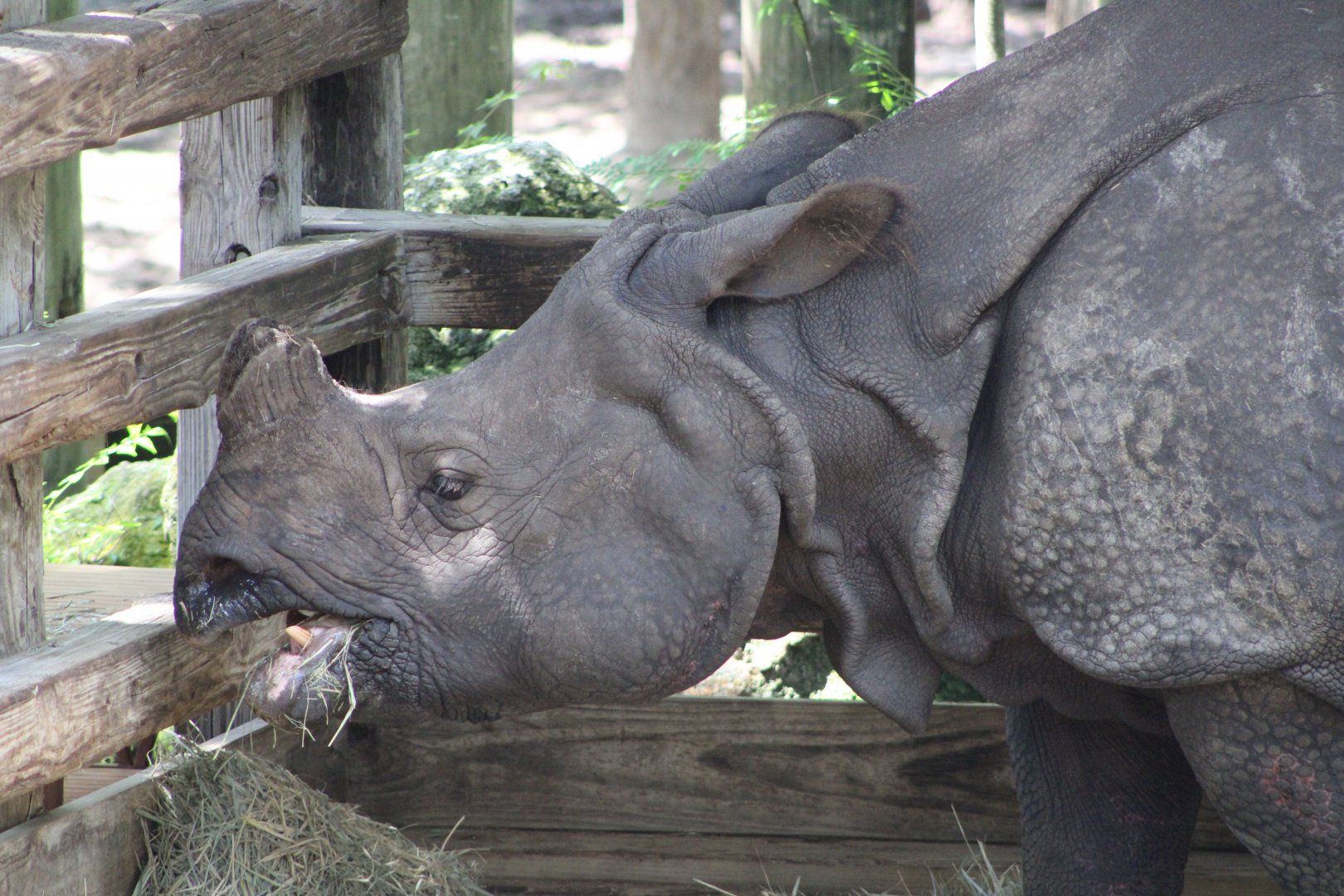 Indian Rhinoceros (Rhinoceros unicornis)
