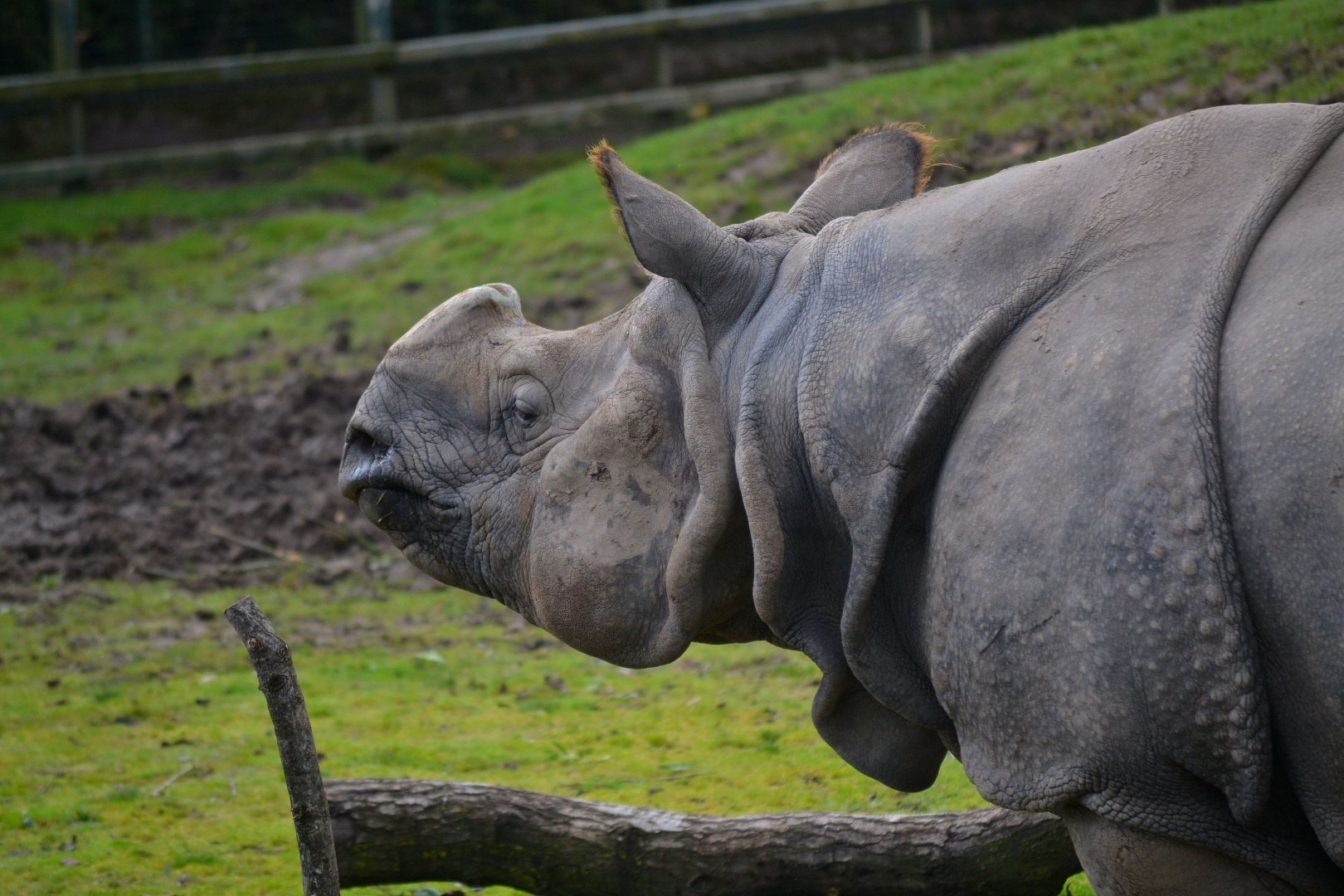 Indian Rhinoceros - September 2017