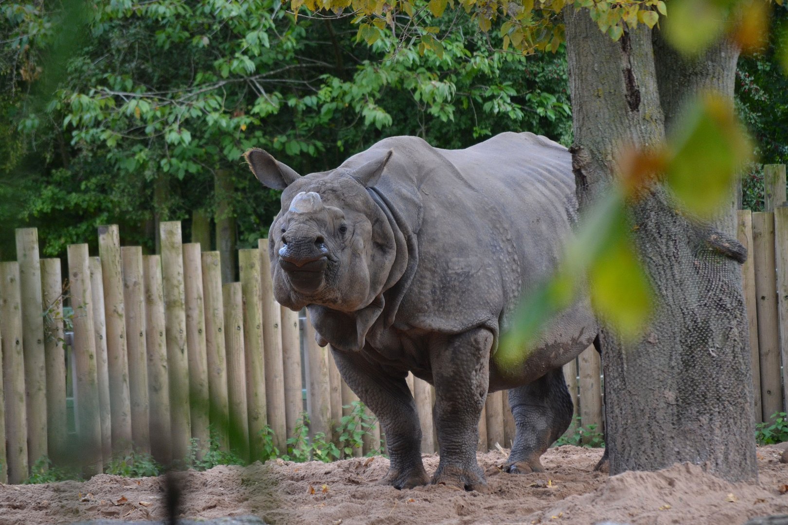 Indian Rhinoceros - September 2017