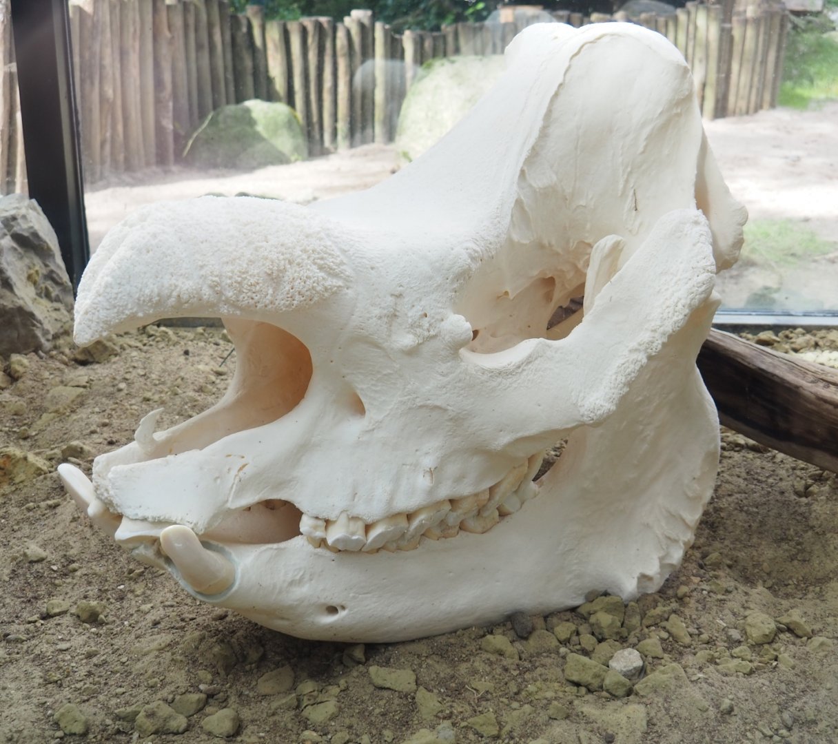Indian rhinoceros skull, 2023-09-24