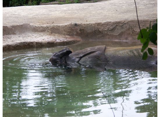 Indian Rhinoceros Taking A Dip